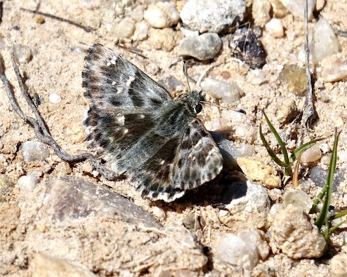 tufted marbled skipper